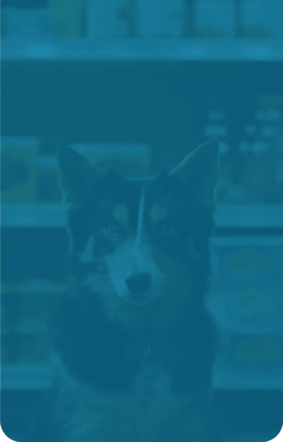 pet store software